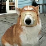 (Category: ) located in . Submitted by nickbee123423 (Listing ID 1377693264, Image 1). Description: .