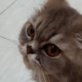 (Kategori: ) berada di . Dikirim oleh keishaapreloved (ID iklan 1303540214, Gambar 1). Deskripsi: .