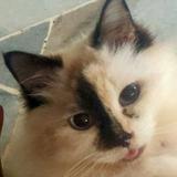 (Category: ) located in . Submitted by floweraz (Listing ID 1318927809, Image 1). Description: .