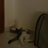 (Category: ) located in . Submitted by nvttastic (Listing ID 1362923874, Image 1). Description: .