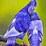 (Category: ) located in . Submitted by alihaja (Listing ID 1453092981, Image 1). Description: .