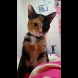 (Kategori: ) berada di . Dikirim oleh cemongonline (ID iklan 1367976333, Gambar 1). Deskripsi: .