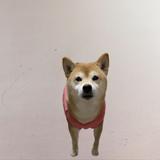 由 aa855406 (刊登 ID 1383794934，圖片 1) 提交，位於 的 (類別：)，說明：。