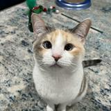 (Category: ) located in . Submitted by meoww_zz (Listing ID 1407786386, Image 1). Description: .