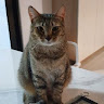 (Category: ) located in . Submitted by catatu (Listing ID 1372296984, Image 1). Description: .