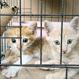 (Category: ) located in . Submitted by SoMoonNa (Listing ID 1439998641, Image 1). Description: .