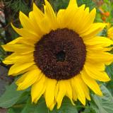 (Category: ) located in . Submitted by sunflower.yellow (Listing ID 1455102950, Image 1). Description: .
