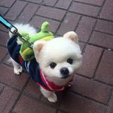 (分類:)位於 。 由 joanne_wong0330 提交(商品編號 1463792125,圖片 1)。簡介: 。