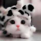 (Category: ) located in . Submitted by cuddles. (Listing ID 1200317822, Image 1). Description: .