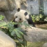 （分類：）位於 。 由 oilingchau15391 提交（商品編號 1382629652，圖片 1）。簡介： 。