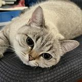 （分類：）位於 。 由 my_princess_bb 提交（商品編號 1299208784，圖片 1）。簡介： 。