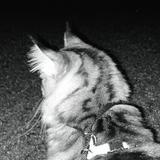 (Category: ) located in . Submitted by rtach (Listing ID 1339072076, Image 1). Description: .