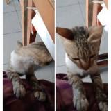 (Kategori: ) berada di . Dikirim oleh sofie.1 (ID iklan 1328249862, Gambar 1). Deskripsi: .