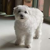 (Category: ) located in . Submitted by Doglover (Listing ID 1383472461, Image 1). Description: .