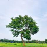 (Kategori: ) berada di . Dikirim oleh declutterbyme_ (ID iklan 1327330794, Gambar 1). Deskripsi: .