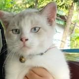 (Kategori: ) berada di . Dikirim oleh meilisasrg (ID iklan 1379346763, Gambar 1). Deskripsi: .
