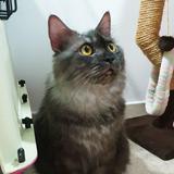 (Category: ) located in . Submitted by meoowy (Listing ID 1101141283, Image 1). Description: .