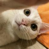 由 justinnisyork (刊登 ID 1384810625，圖片 1) 提交，位於 的 (類別：)，說明：。