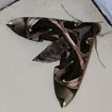 (Category: ) located in . Submitted by silpstream (Listing ID 1367349779, Image 1). Description: .