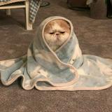 (Category: ) located in . Submitted by tinglethrift_ (Listing ID 1375022492, Image 1). Description: .