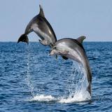 (Category: ) located in . Submitted by bigdolphin (Listing ID 1380219310, Image 1). Description: .
