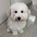 由 imelf1206 (刊登 ID 1316072066，圖片 1) 提交，位於 的 (類別：)，說明：。