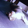 (Category: ) located in . Submitted by nabilalons69108 (Listing ID 1446149227, Image 1). Description: .