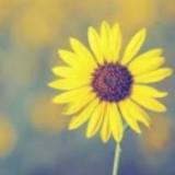 (分類:)位於 。 由 Happyflower 提交(商品編號 1421023982,圖片 1)。簡介: 。