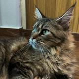 (Category: ) located in . Submitted by imlinaa (Listing ID 1340189843, Image 1). Description: .