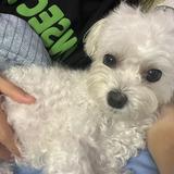 由 yiiii0329 (刊登 ID 1376168979，圖片 1) 提交，位於 的 (類別：)，說明：。