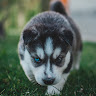 (Category: ) located in . Submitted by newdog.92f72c (Listing ID 1454956279, Image 1). Description: .