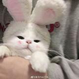 (Category: ) located in . Submitted by persiancat_shop (Listing ID 1257268389, Image 1). Description: .