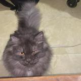 (Category: ) located in . Submitted by joshua598 (Listing ID 1433378386, Image 1). Description: .