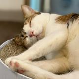 （分類：）位於 。 由 Furyu_Shop 提交（商品編號 1363184533，圖片 1）。簡介： 。