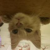 (Category: ) located in . Submitted by nurulwawawawa (Listing ID 1385465997, Image 1). Description: .