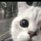 由 tim_824._ (刊登 ID 1373747408，圖片 1) 提交，位於 的 (類別：)，說明：。