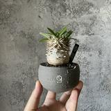 （分類：）位於 。 由 plants.lung 提交（商品編號 1233533019，圖片 1）。簡介： 。