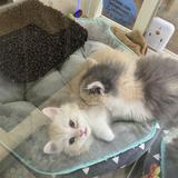 (Category: ) located in . Submitted by nclet04 (Listing ID 1380623680, Image 1). Description: .