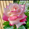 (Category: ) located in . Submitted by VT.my (Listing ID 1460144572, Image 1). Description: .