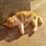 (Category: ) located in . Submitted by ayam__cat (Listing ID 1377476088, Image 1). Description: .