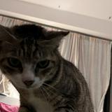 （分類：）位於 。 由 eiicofriend 提交（商品編號 1385970682，圖片 1）。簡介： 。