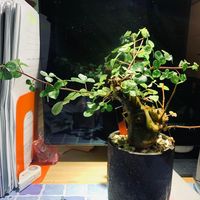 （分類：）位於 。 由 vv91323913 提交（商品編號 1341348693，圖片 1）。簡介： 。