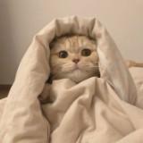 (Category: ) located in . Submitted by strawberhee (Listing ID 1385689786, Image 1). Description: .