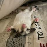 由 ugghh (刊登 ID 1381289442，圖片 1) 提交，位於 的 (類別：)，說明：。