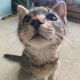 (Category: ) located in . Submitted by sillycart (Listing ID 1447629910, Image 1). Description: .