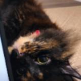 (Category: ) located in . Submitted by ieraablossom (Listing ID 1385814472, Image 1). Description: .