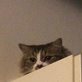 (Category: ) located in . Submitted by GirlsGurls (Listing ID 1208863470, Image 1). Description: .