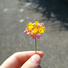 （分類：）位於 。 由 yagmuryhl 提交（商品編號 1385109257，圖片 1）。簡介： 。