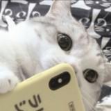 （分類：）位於 。 由 357066589535522 提交（商品編號 1384879407，圖片 1）。簡介： 。