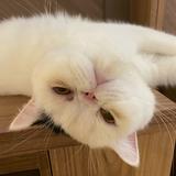 （分類：）位於 。 由 miayos 提交（商品編號 1359485075，圖片 1）。簡介： 。
